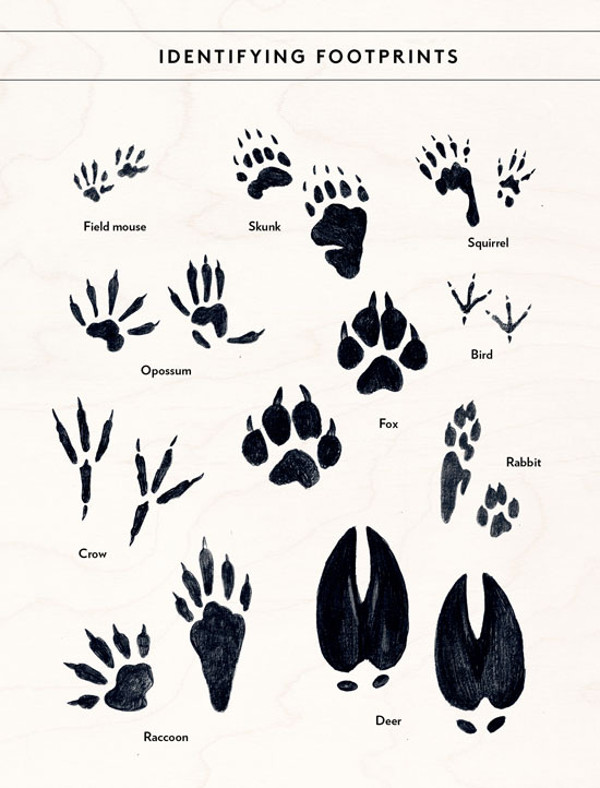 
A field guide to animal tracks is the perfect way to identify which critters may have passed before you.
